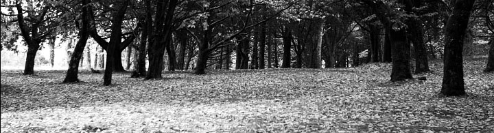 path through my misty reveries. .  - Hausmynd